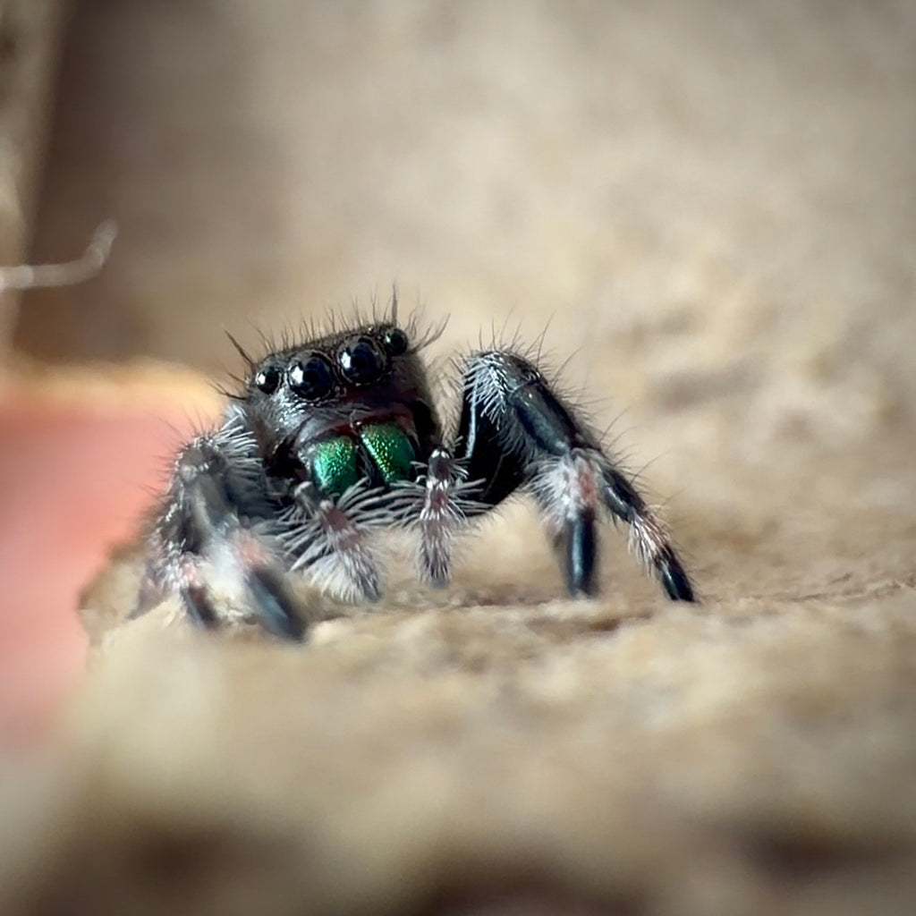 Jumping Spider Phidippus Regius - Apalachicola - Unsexed - i5 - Buzz