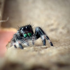 Jumping Spider Phidippus Regius - Apalachicola - Unsexed - i5 - Buzz