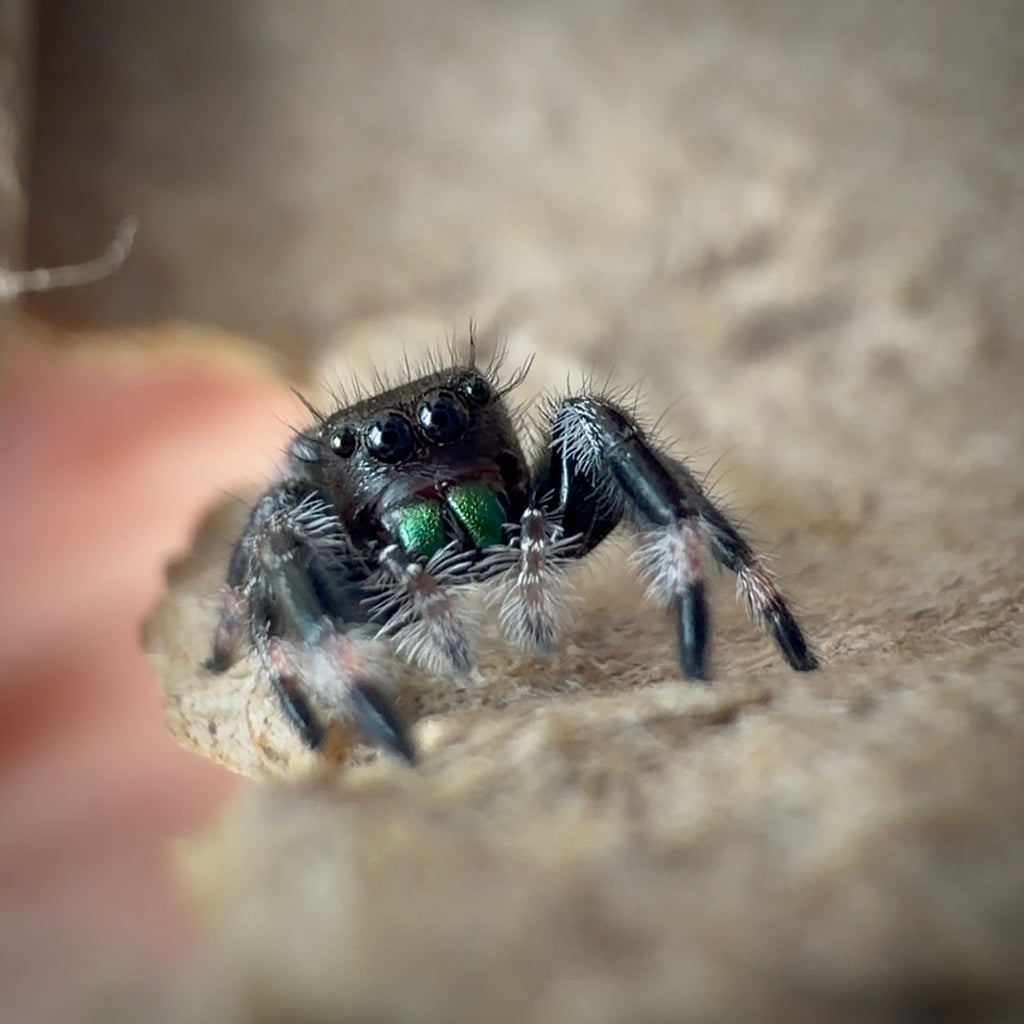Jumping Spider Phidippus Regius - Apalachicola - Unsexed - i5 - Buzz