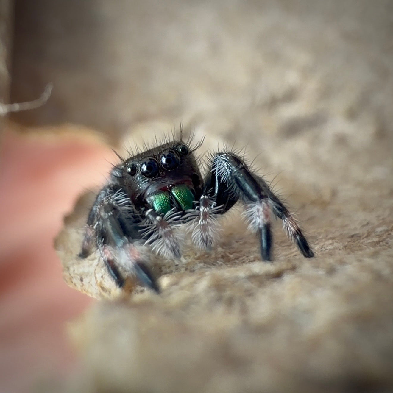 Jumping Spider Phidippus Regius - Apalachicola - Unsexed - i5 - Buzz