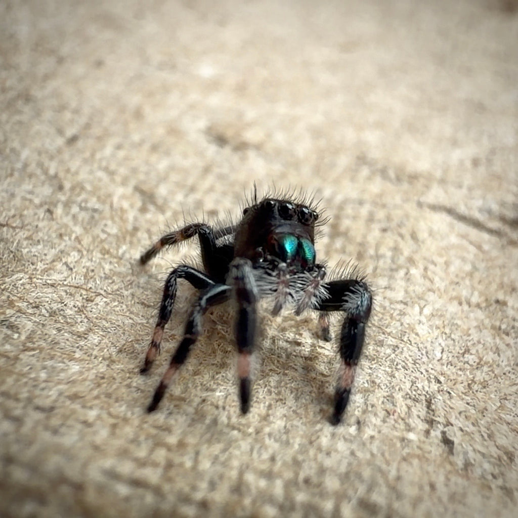 Jumping Spider Phidippus Regius - Apalachicola - Unsexed - i5 - Buzz