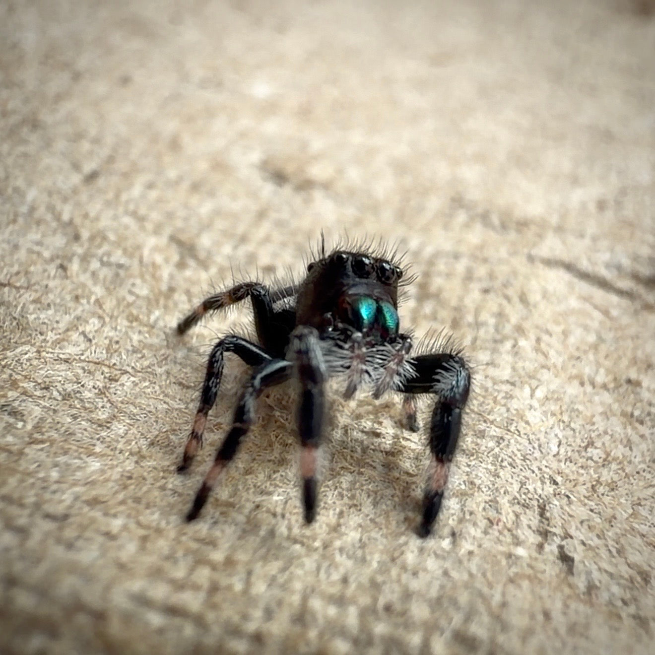 Jumping Spider Phidippus Regius - Apalachicola - Unsexed - i5 - Buzz