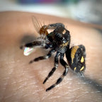Jumping Spider Phidippus Regius - Apalachicola - Male - i5/6 - Melon