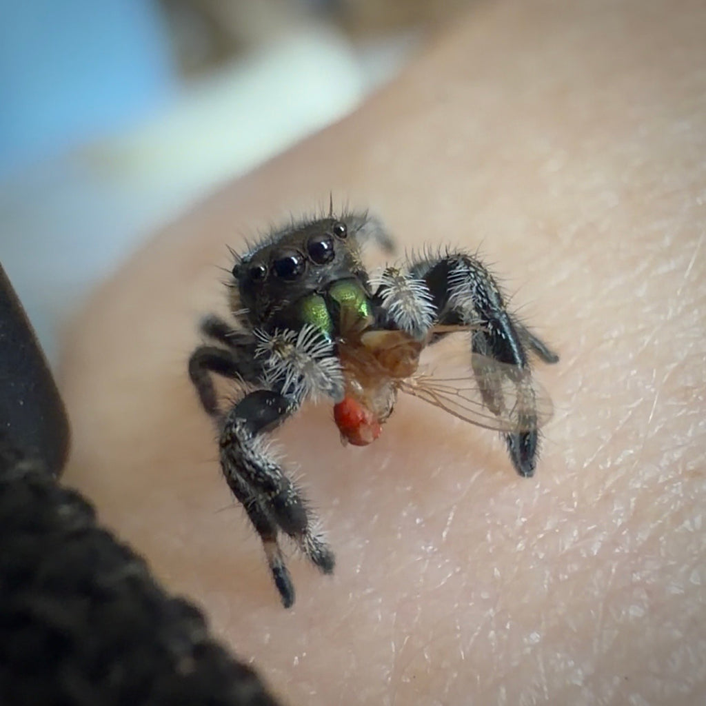 Jumping Spider Phidippus Regius - Apalachicola - Male - i5/6 - Melon