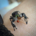 Jumping Spider Phidippus Regius - Apalachicola - Male - i5/6 - Melon
