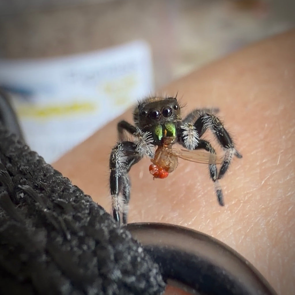 Jumping Spider Phidippus Regius - Apalachicola - Male - i5/6 - Melon