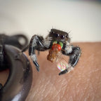 Jumping Spider Phidippus Regius - Apalachicola - Male - i5/6 - Melon