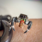 Jumping Spider Phidippus Regius - Apalachicola - Male - i5/6 - Melon
