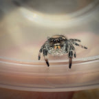 Jumping Spider Phidippus Regius - Bahamas - Female - i6 - Sasha