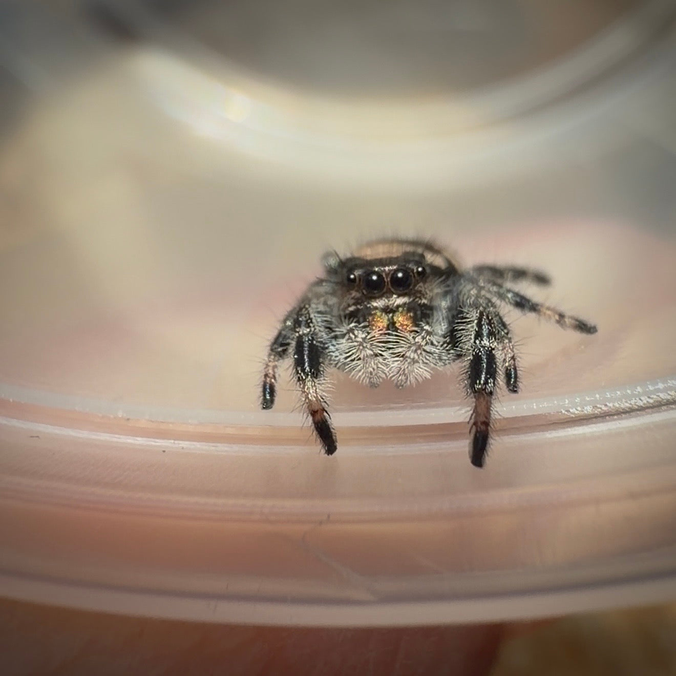 Jumping Spider Phidippus Regius - Bahamas - Female - i6 - Sasha