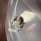 Jumping Spider Phidippus Regius - Bahamas - Female - i6 - Sasha