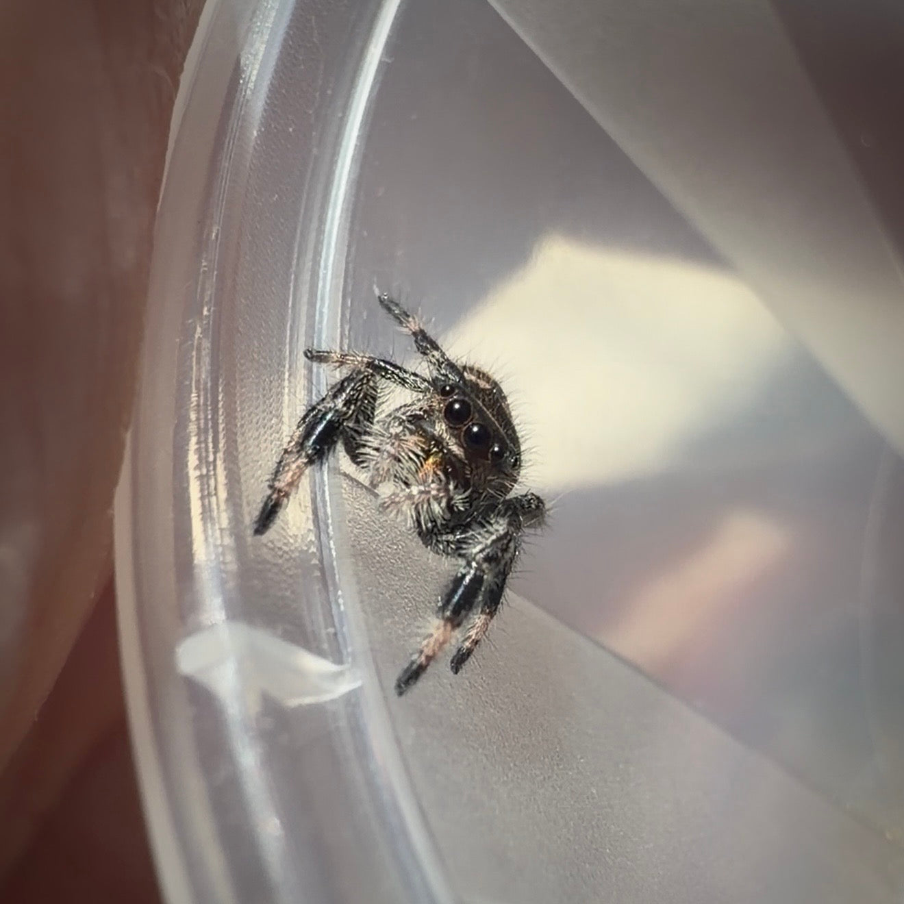 Jumping Spider Phidippus Regius - Bahamas - Female - i6 - Sasha