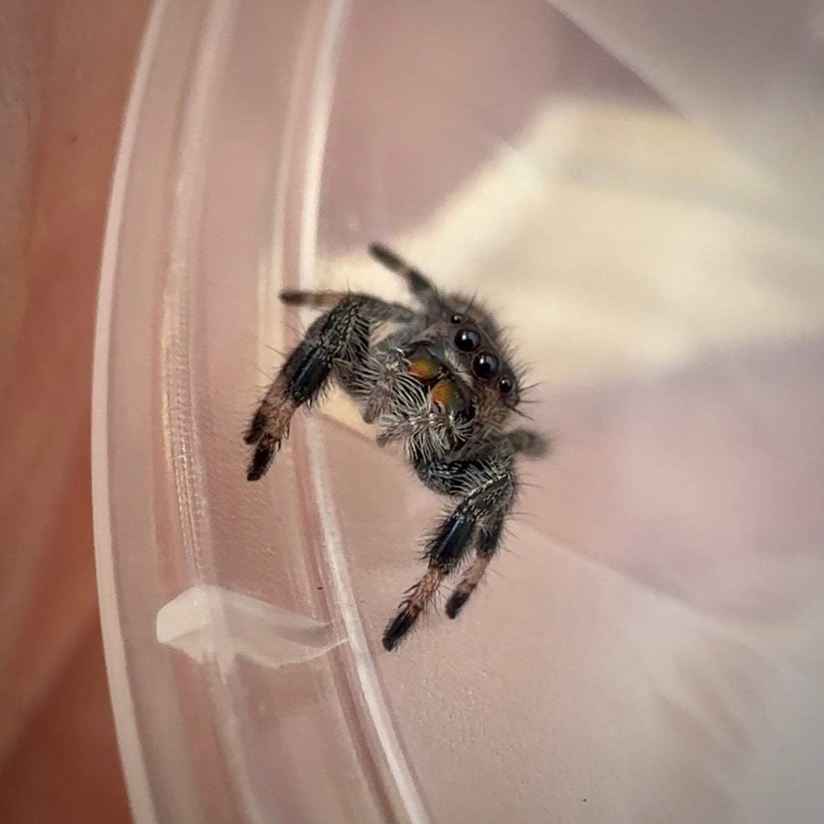 Jumping Spider Phidippus Regius - Bahamas - Female - i6 - Sasha