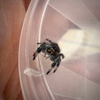Jumping Spider Phidippus Regius - Bahamas - Female - i6 - Sasha