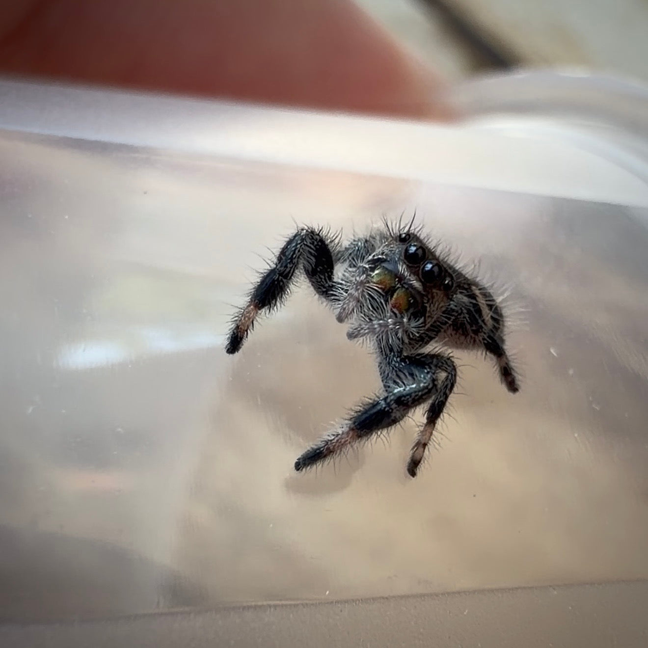 Jumping Spider Phidippus Regius - Bahamas - Female - i6 - Sasha