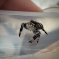 Jumping Spider Phidippus Regius - Bahamas - Female - i6 - Sasha