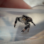 Jumping Spider Phidippus Regius - Bahamas - Female - i6 - Sasha