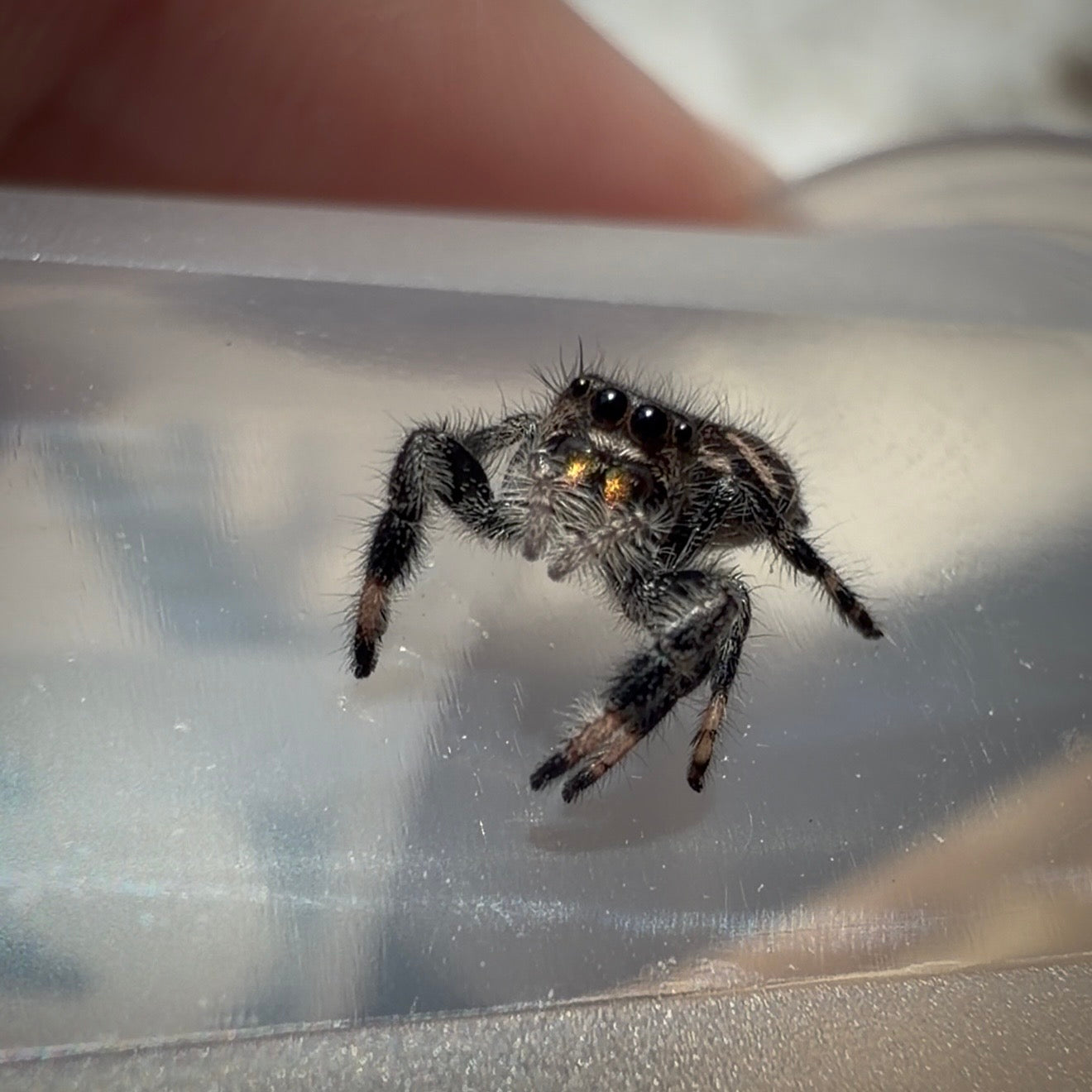 Jumping Spider Phidippus Regius - Bahamas - Female - i6 - Sasha