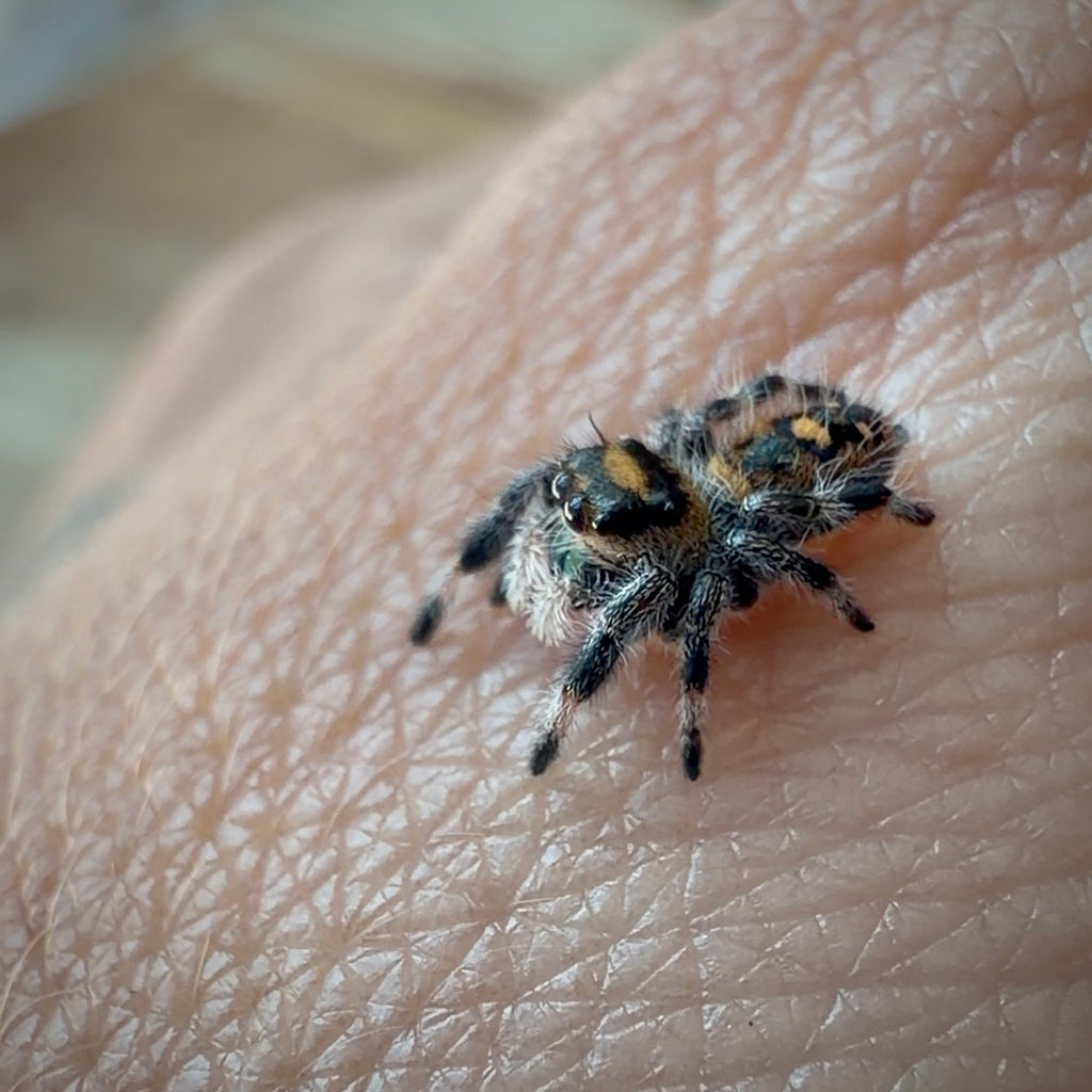 Jumping Spider Phidippus Regius - Apalachicola - Female - i6 - Shino