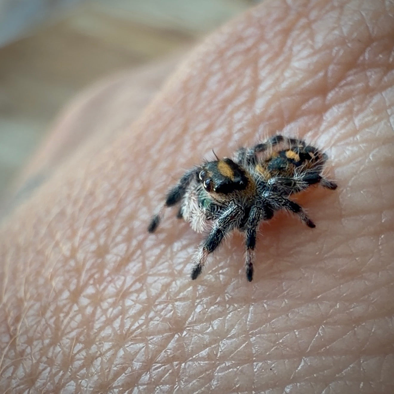 Jumping Spider Phidippus Regius - Apalachicola - Female - i6 - Shino