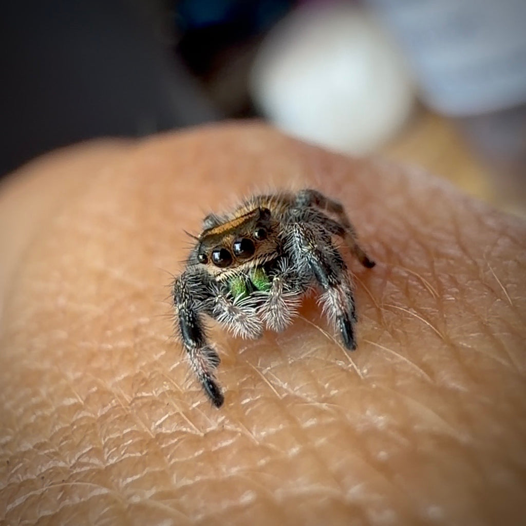 Jumping Spider Phidippus Regius - Apalachicola - Female - i6 - Shino