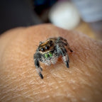 Jumping Spider Phidippus Regius - Apalachicola - Female - i6 - Shino