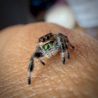 Jumping Spider Phidippus Regius - Apalachicola - Female - i6 - Shino