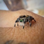 Jumping Spider Phidippus Regius - Apalachicola - Female - i6 - Shino