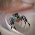 Jumping Spider Phidippus Regius - Apalachicola - Female - i6/7 - Fauna