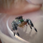 Jumping Spider Phidippus Regius - Apalachicola - Female - i6/7 - Fauna