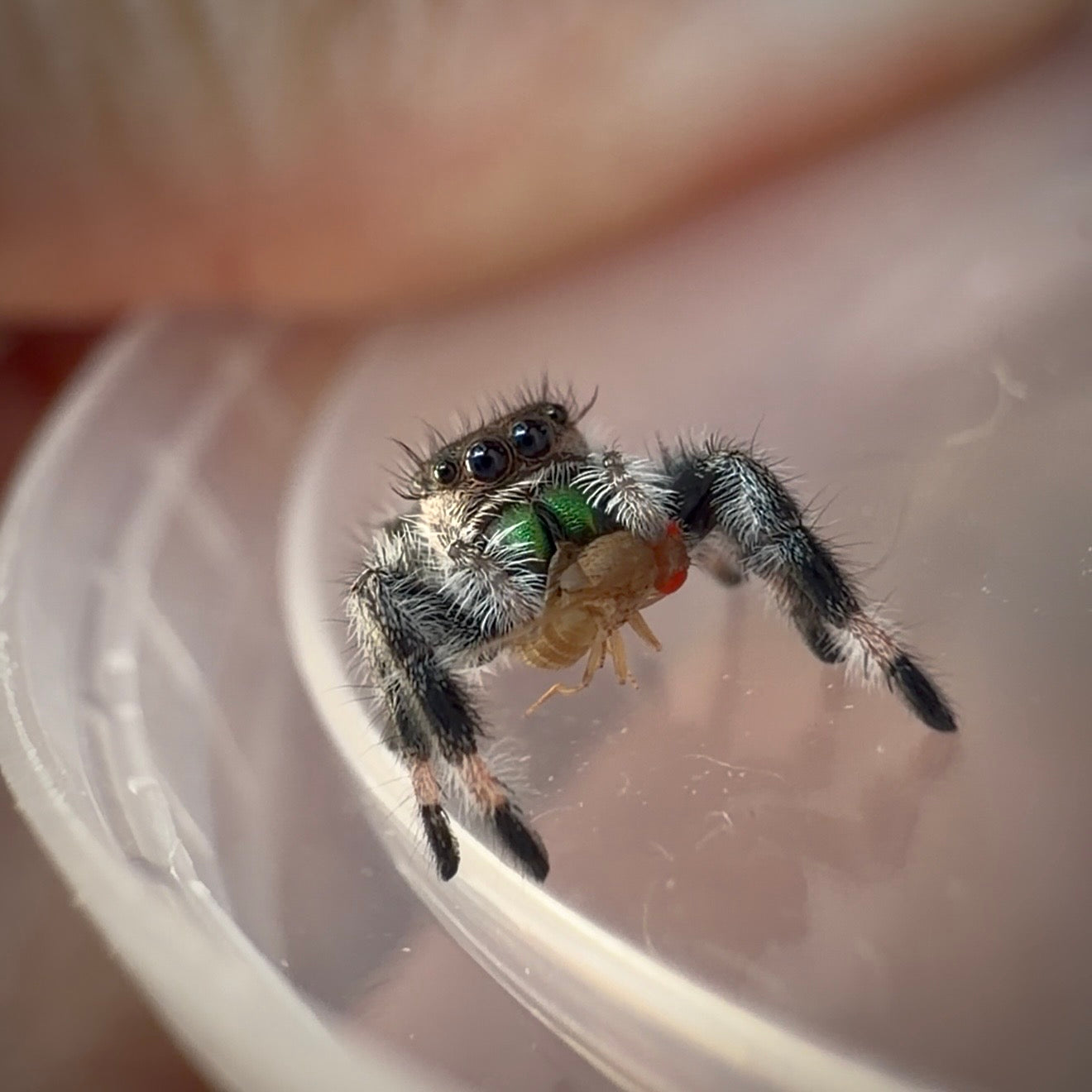 Jumping Spider Phidippus Regius - Apalachicola - Female - i6/7 - Fauna