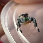 Jumping Spider Phidippus Regius - Apalachicola - Female - i6/7 - Fauna