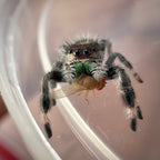 Jumping Spider Phidippus Regius - Apalachicola - Female - i6/7 - Fauna