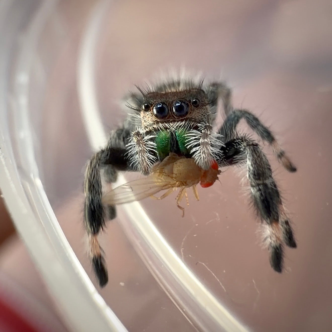 Jumping Spider Phidippus Regius - Apalachicola - Female - i6/7 - Fauna