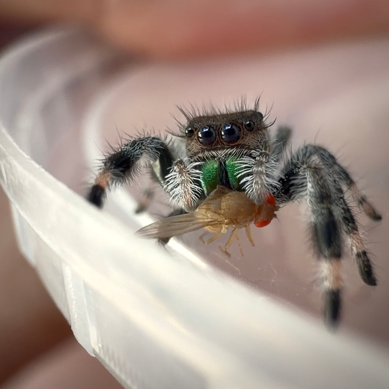 Jumping Spider Phidippus Regius - Apalachicola - Female - i6/7 - Fauna
