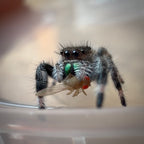 Jumping Spider Phidippus Regius - Apalachicola - Female - i6/7 - Fauna