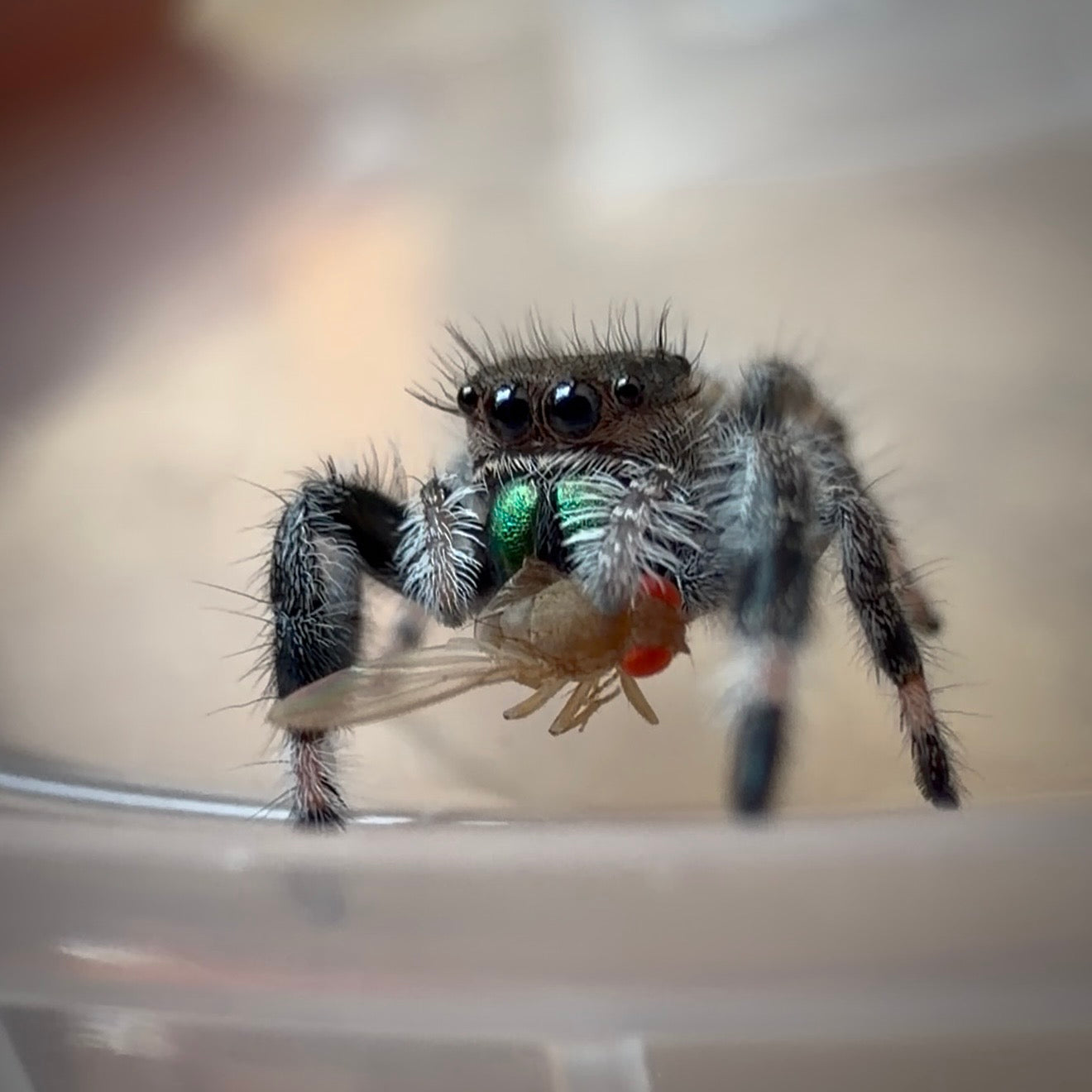 Jumping Spider Phidippus Regius - Apalachicola - Female - i6/7 - Fauna