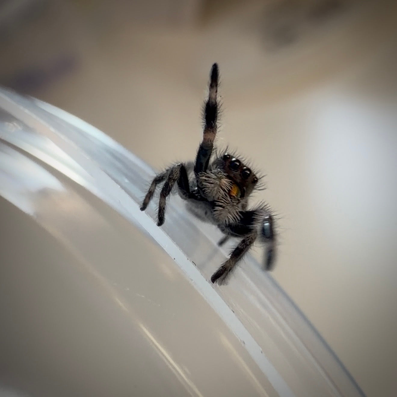 Jumping Spider Phidippus Regius - Bahamas - Unsexed (Presumed Female) - i5 - Tangy