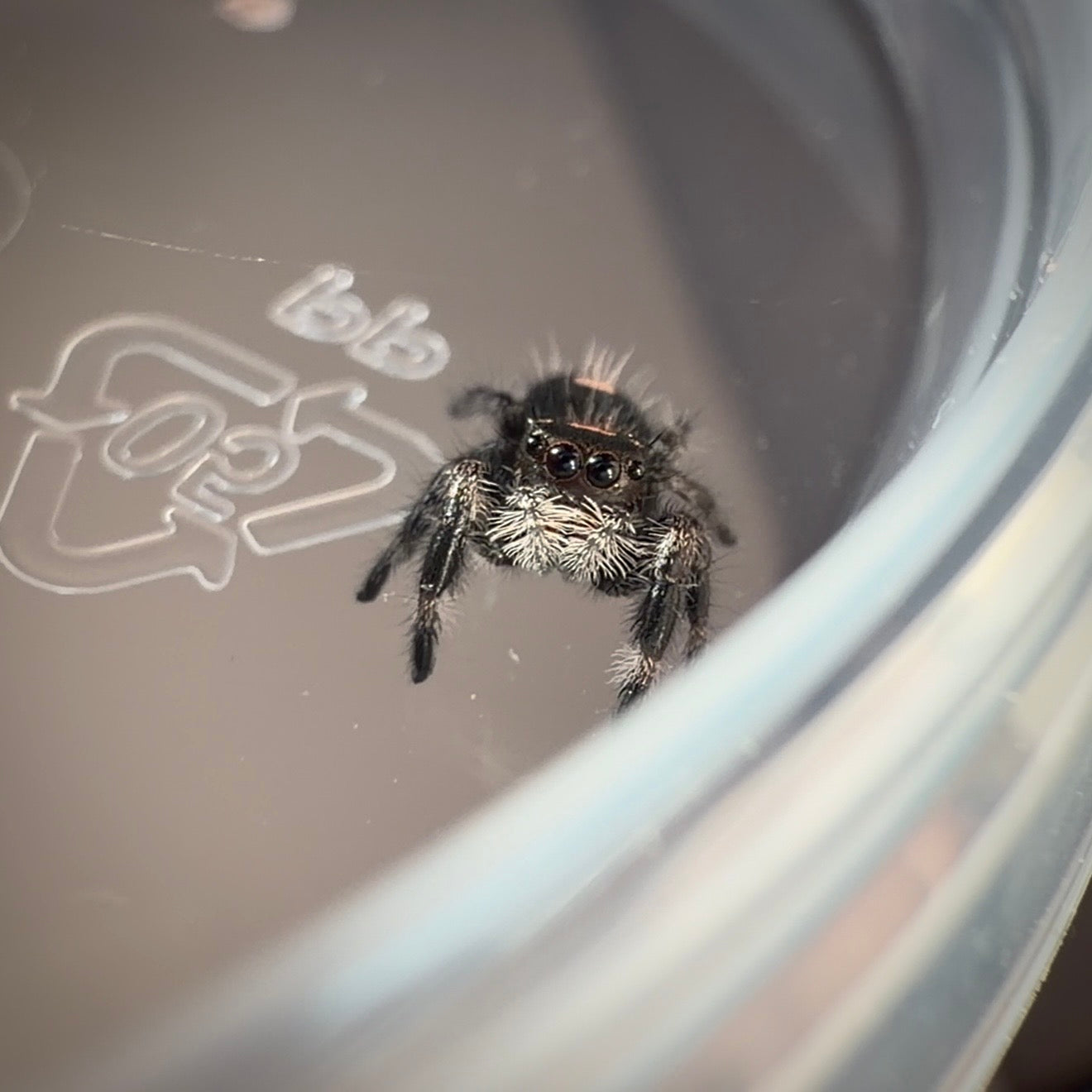 Jumping Spider Phidippus Regius - Bahamas - Unsexed (Presumed Female) - i5 - Tangy