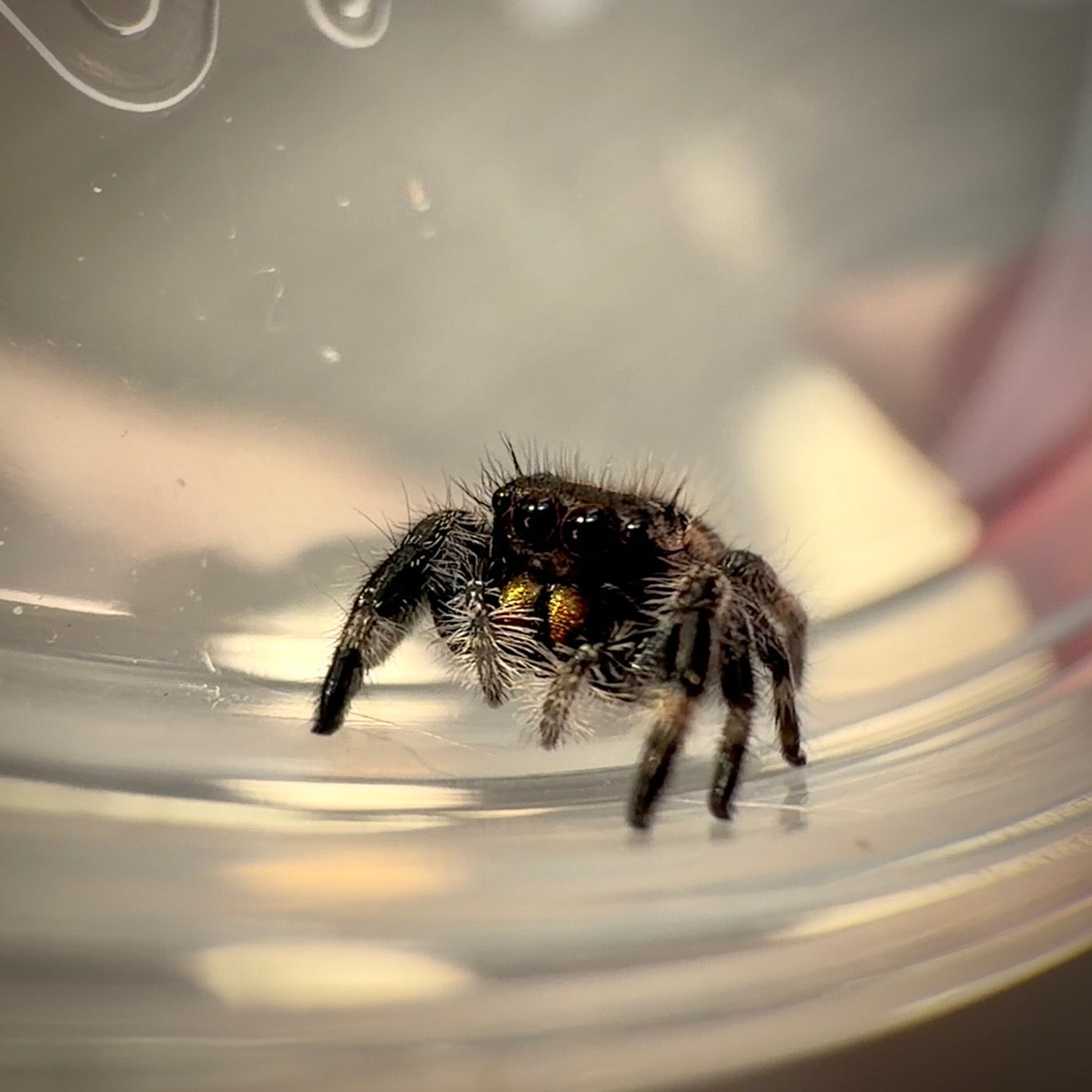 Jumping Spider Phidippus Regius - Bahamas - Unsexed (Presumed Female) - i5 - Tangy
