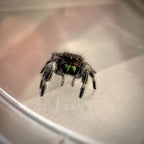 Jumping Spider Phidippus Regius - Bahamas - Male - i5 - Murphy