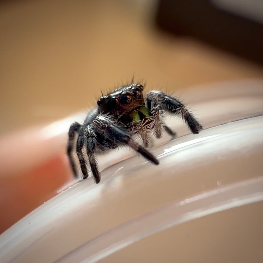 Jumping Spider Phidippus Regius - Bahamas - Male - i5 - Murphy