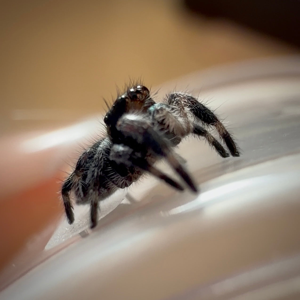 Jumping Spider Phidippus Regius - Bahamas - Male - i5 - Murphy