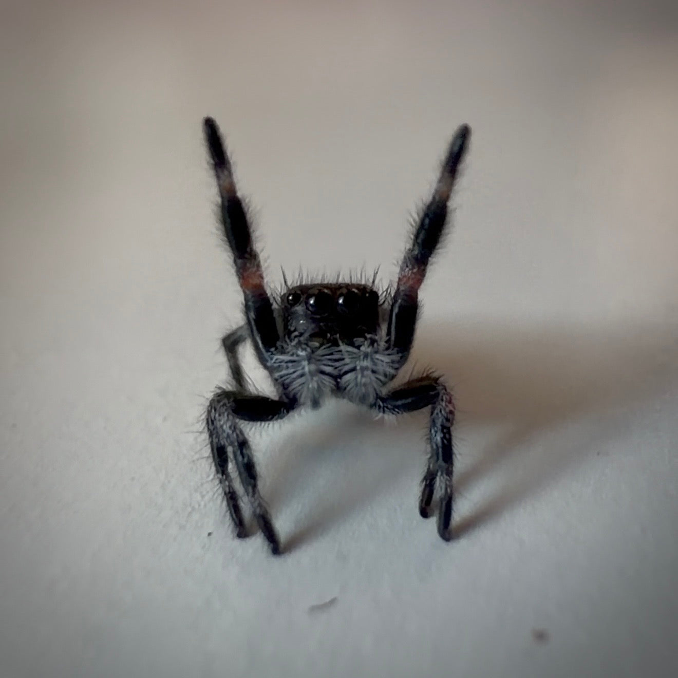 Jumping Spider Phidippus Regius - Bahamas - Male - i5 - Murphy
