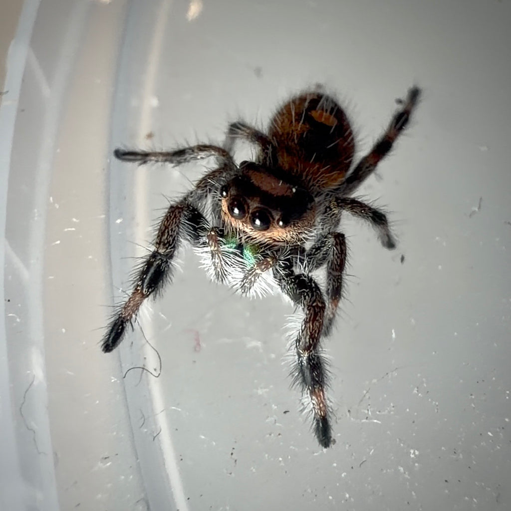Jumping Spider Phidippus Regius - Bahamas - Female - i6 - Topaz