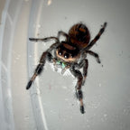 Jumping Spider Phidippus Regius - Bahamas - Female - i6 - Topaz