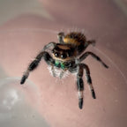 Jumping Spider Phidippus Regius - Bahamas - Female - i6 - Topaz