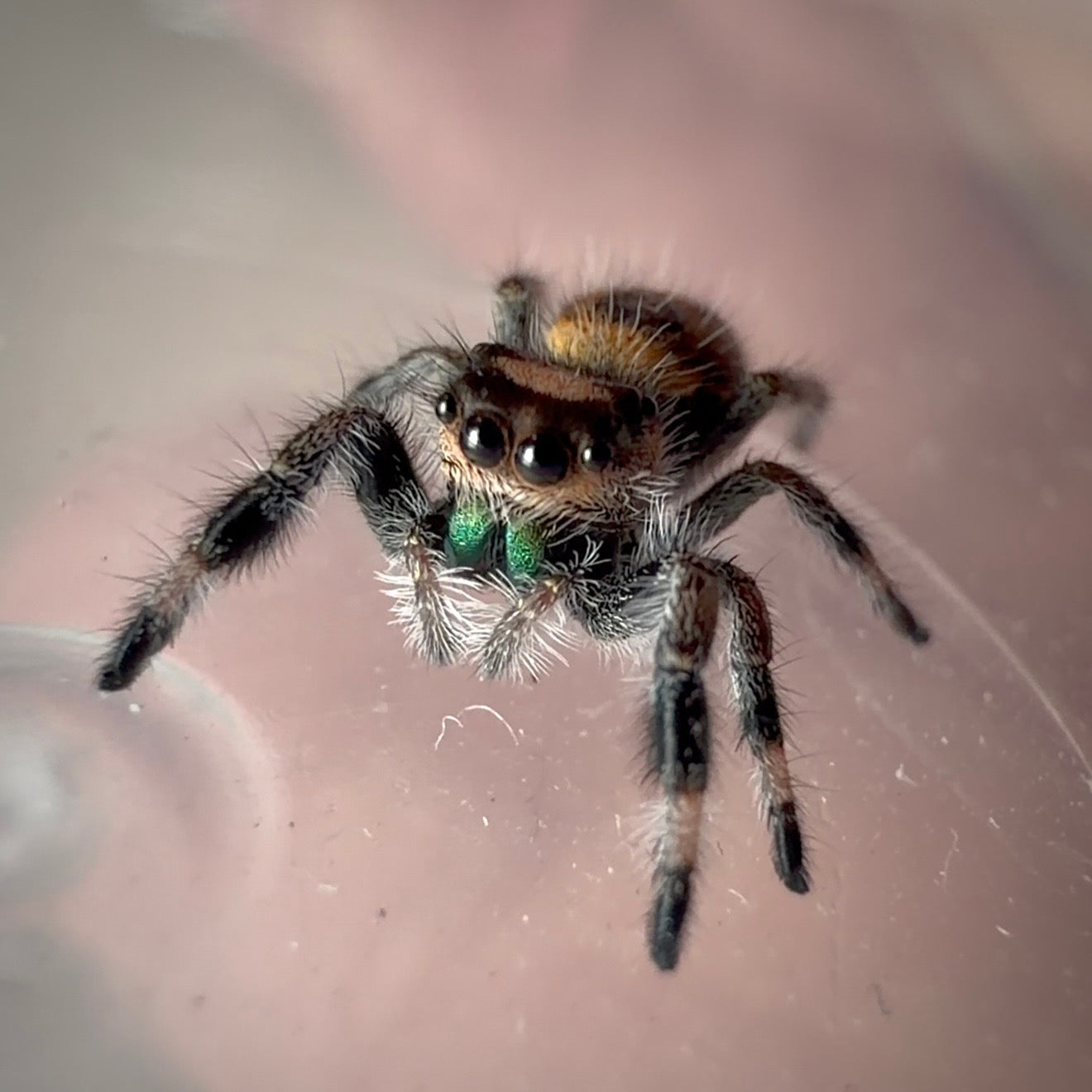 Jumping Spider Phidippus Regius - Bahamas - Female - i6 - Topaz