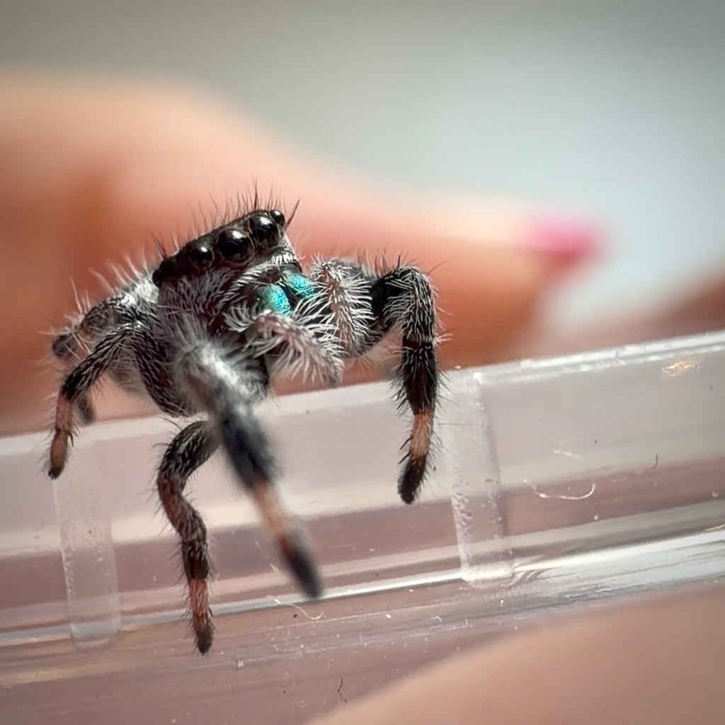 Jumping Spider Phidippus Regius - Bahamas - Male - i6 - Toto
