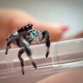 Jumping Spider Phidippus Regius - Bahamas - Male - i6 - Toto